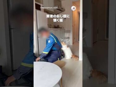 おじ様ラブ猫｜PECO