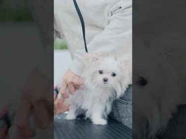 可愛すぎる子犬が赤ちゃんの姿に戻るヘアカット✂️ #子犬 #犬のいる暮らし #癒し