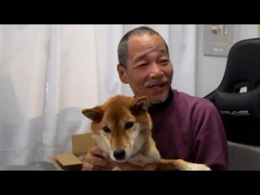 【柴犬】巧くんのご報告