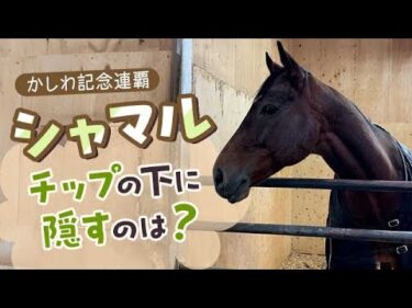 【かしわ記念3連覇へ】シャマルがチップの下に隠すのは？