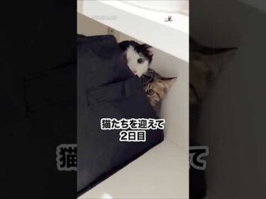 お迎えをして2日目の保護猫たち｜PECO