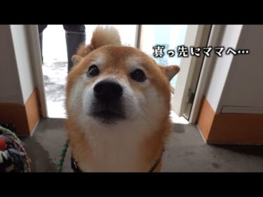 動けないママに寄り添うように…柴犬の「ただいま」が可愛い