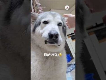 耳掃除中の愛犬の顔が🤭｜PECO