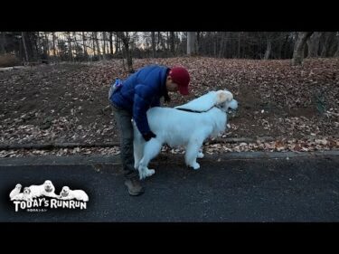 シャンプー翌日には張り切って散歩に出かけたアランです　Great Pyrenees　グレートピレニーズ
