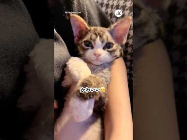 【AIじゃないよ🙅‍♀️】ぬいぐるみみたいな子猫｜PECO