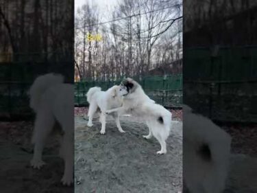 Belle Lily #greatpyrenees #todaysrunrun #グレートピレニーズ #今日のルンルン