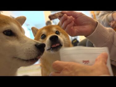 骨折中のママのお見舞いに来た実家の柴犬、クセがすごい