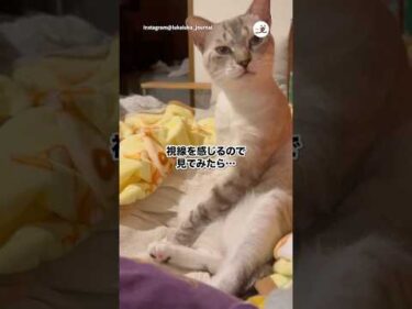首傾げて見てくる猫｜PECO