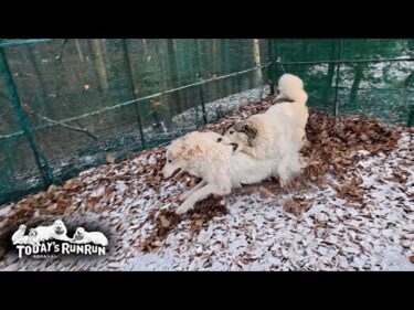 リリーでは逃げられない！圧倒的身体能力で狙った獲物は逃さないベルです　Great Pyrenees　グレートピレニーズ