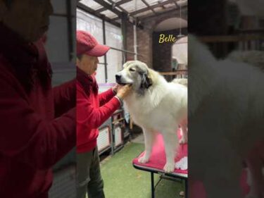 Belle ベル #greatpyrenees #todaysrunrun #グレートピレニーズ #今日のルンルン