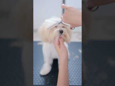 大変身！伸び切った髪をバッサリカットするマルプー✂️✨ #子犬 #犬のいる暮らし #癒し
