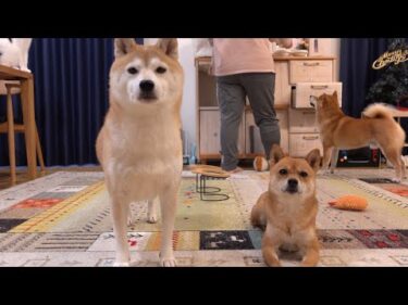 柴犬の姉妹がピリついた時、長男の判断がさすがすぎた