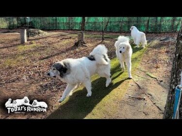 協力してドッグランを番犬するアランとベルとリリーです　Great Pyrenees　グレートピレニーズ