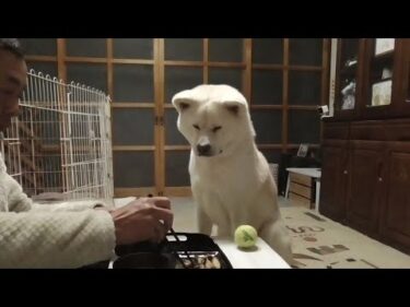 【秋田犬ゆうき】我家の夕食は最初から最後まで監視されているので全くもって落ち着かない【akita dog】