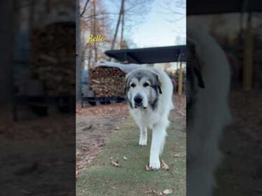 Belle ベル #greatpyrenees #todaysrunrun #グレートピレニーズ #今日のルンルン