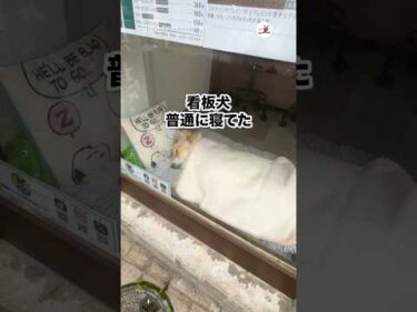 めっちゃ普通に寝てた笑｜PECO