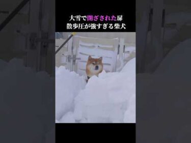 大雪で扉が埋もれた時の柴犬が可愛すぎる。 #shibainu # #犬のいる生活 #大雪