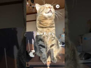 朝日を浴びてとろける猫｜PECO