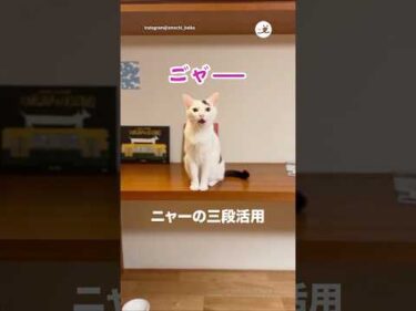 おやつの要求がすごい…笑｜PECO