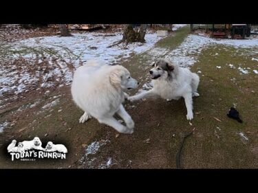 久々の手袋鬼ごっこをリリーに邪魔されご機嫌ナナメなベルです　Great Pyrenees　グレートピレニーズ