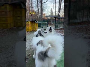 Belle Lily #greatpyrenees #todaysrunrun #グレートピレニーズ #今日のルンルン