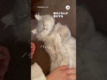 音がする猫｜PECO