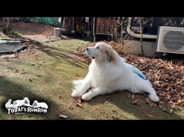 独自の時間軸でのんびりマイペースな毎日を送るアランです　Great Pyrenees　グレートピレニーズ