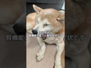 通院と点滴をがんばる15歳柴犬いちご（と飼い主）#柴犬 #老犬
