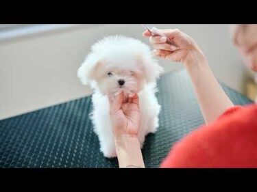 天使のような可愛すぎる子犬、初めてのトリミング（生後４ヶ月チワマル）