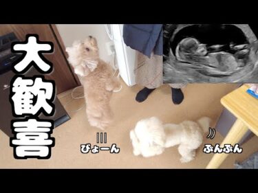 つわりを心配して来てくれた母に大喜びする愛犬たちｗ（エコーあり）