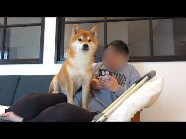 ママの骨折が長引くなかで…柴犬が本気出してきました