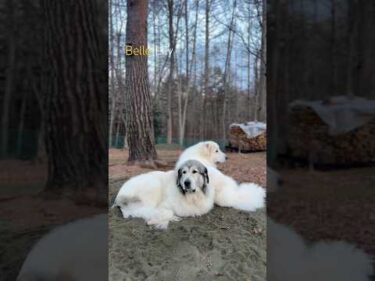 Belle Lily #greatpyrenees #todaysrunrun #グレートピレニーズ #今日のルンルン