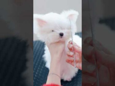 【動画全編は⬆️】世界一可愛いチワマルの子犬が初トリミング✂️🤍 #子犬 #犬のいる暮らし #癒し