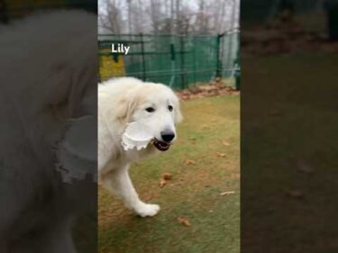 Lily リリー #greatpyrenees #todaysrunrun #グレートピレニーズ #今日のルンルン