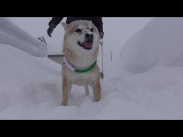 雪で外に出られない朝…柴犬の散歩に異変【最長寒波】