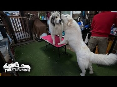 トリミング台の上でもベルと一緒がいいリリーです　Great Pyrenees　グレートピレニーズ