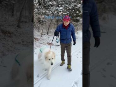 Alain アラン #greatpyrenees #todaysrunrun #グレートピレニーズ #今日のルンルン