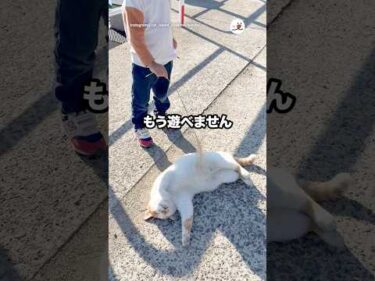 もう遊べません…｜PECO