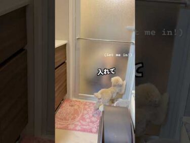 自分もお風呂場に入りたい三桜（Little sister dog gets jealous of big brother in the bath.）  #トイプードル #犬のいる生活 #dog