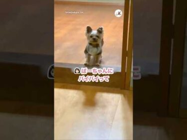 【帰宅拒否】おばあちゃん家にいたいヨーキー｜PECO