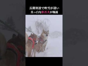 今季最強最長寒波で柴犬は真っ白になってしまう #shibainu #吹雪  #犬のいる生活