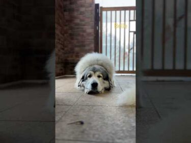 Belle ベル #greatpyrenees #todaysrunrun #グレートピレニーズ #今日のルンルン
