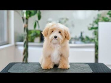 可愛すぎる大変身！生後４ヶ月ぽてぽてマルプーの初トリミング