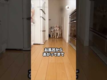 お風呂上がりに子猫を探すハスキーたち｜PECO