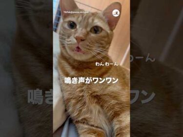 わんわん🐱｜PECO