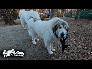 手袋鬼ごっこ完全卒業！トロイ中年格下よりリリーの相手が楽しいベルです　Great Pyrenees　グレートピレニーズ