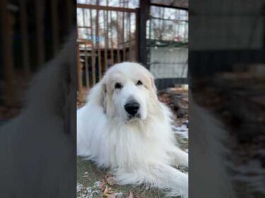 Alain アラン #greatpyrenees #todaysrunrun #グレートピレニーズ #今日のルンルン