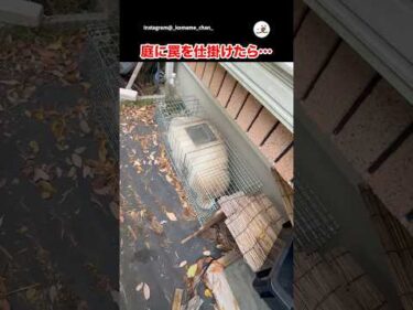 それはアナタの罠ではありません｜PECO