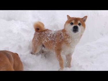 大雪の中、柴犬が今までにない動きを見せました【最長寒波】