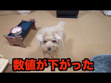 ステロイドを減らして1ヶ月。大学病院で検査をしたら愛犬の数値が悪くなっていました。